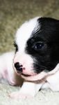 pic for jack russell puppie 